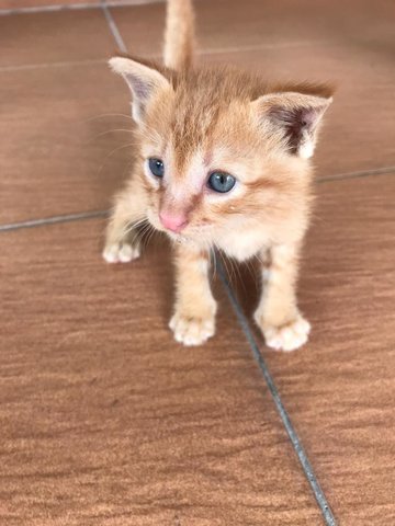 Ginger - Domestic Short Hair Cat