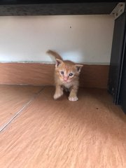 Ginger - Domestic Short Hair Cat