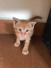 Ginger - Domestic Short Hair Cat