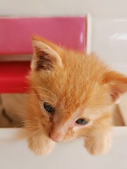 Ginger - Domestic Short Hair Cat