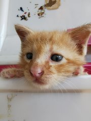 Ginger - Domestic Short Hair Cat