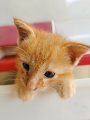 Ginger - Domestic Short Hair Cat