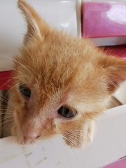 Ginger - Domestic Short Hair Cat