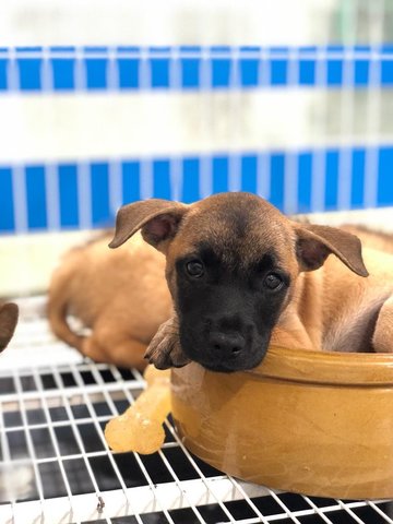 Berry - Belgian Shepherd Sheepdog Mix Dog