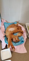 Ginger - Domestic Medium Hair + Domestic Long Hair Cat