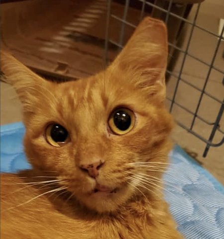 Ginger - Domestic Medium Hair + Domestic Long Hair Cat