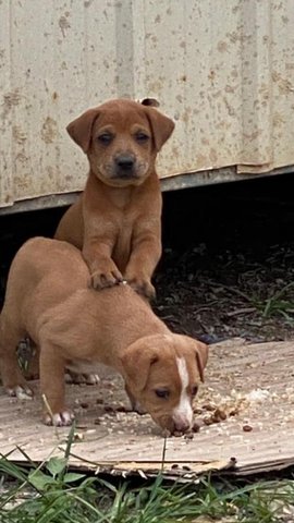 Connor &amp; Callie - Mixed Breed Dog