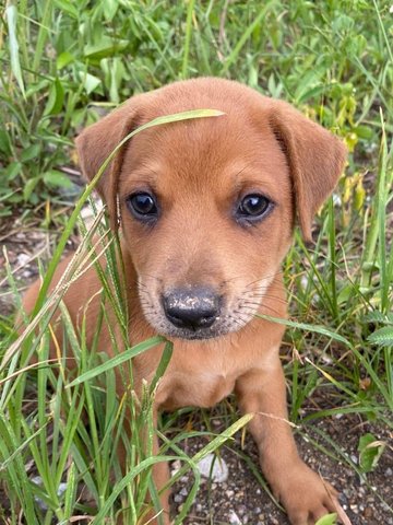 Cammy - Mixed Breed Dog