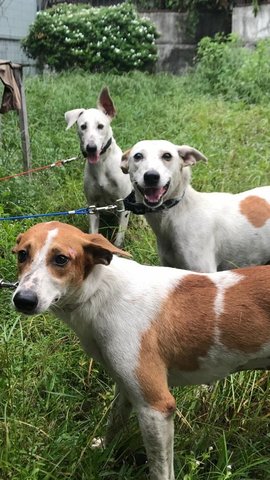 Three's A Company - Terrier Mix Dog