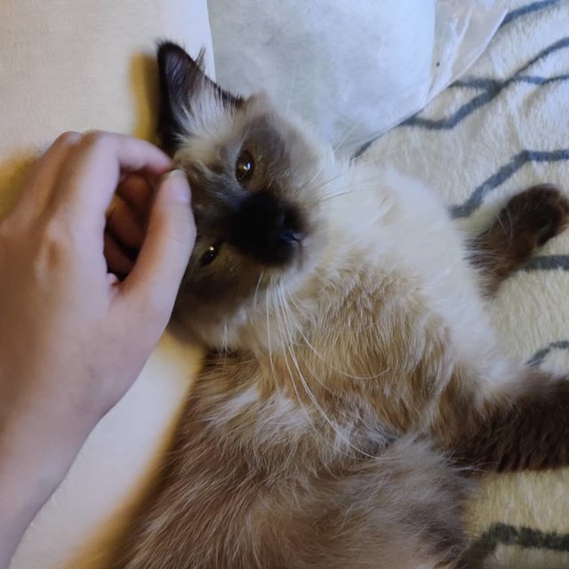 Chimmy (Ragdoll Mix)  - Ragdoll + Persian Cat