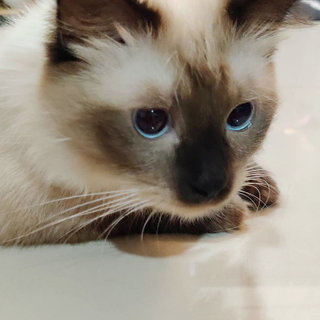 Chimmy (Ragdoll Mix)  - Ragdoll + Persian Cat