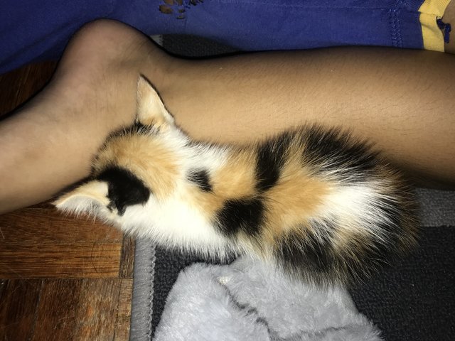 Kiara - Calico Cat