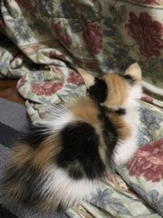 Kiara - Calico Cat