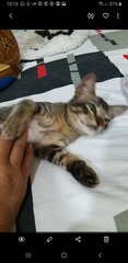 Loving Kitten - Domestic Short Hair Cat