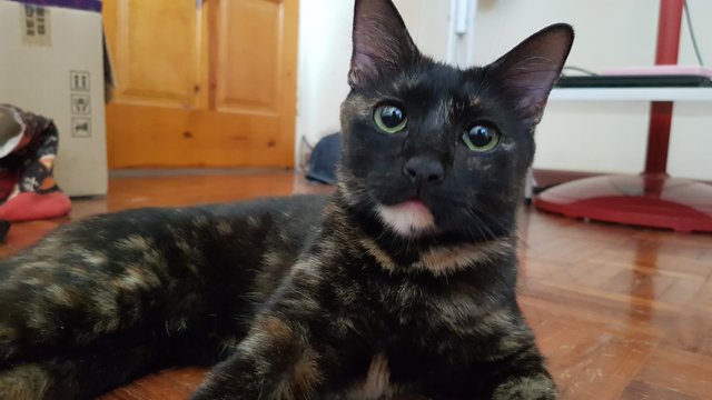 Tortie - Domestic Short Hair Cat