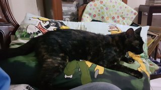 Tortie - Domestic Short Hair Cat