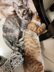 Qi Qi - Domestic Short Hair + Tabby Cat