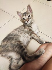 Qi Qi - Domestic Short Hair + Tabby Cat