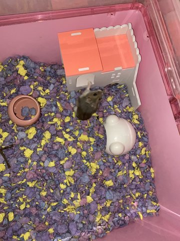 3 Hamsters For Adoption  - Short Dwarf Hamster Hamster