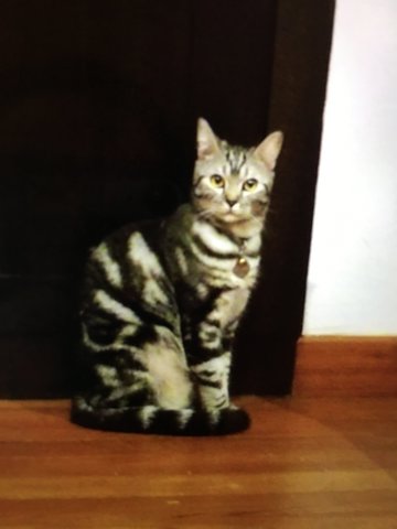 Ninja - American Shorthair Cat