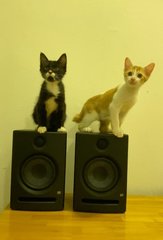 Jay B &amp; Jackson - Domestic Short Hair Cat