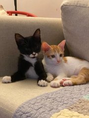 Jay B &amp; Jackson - Domestic Short Hair Cat