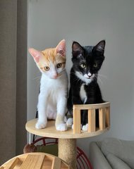 Jay B &amp; Jackson - Domestic Short Hair Cat