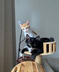 Jay B &amp; Jackson - Domestic Short Hair Cat