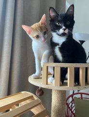 Jay B &amp; Jackson - Domestic Short Hair Cat