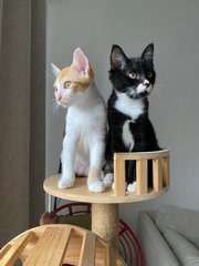 Jay B &amp; Jackson - Domestic Short Hair Cat