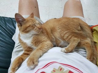 OJ the lap addict.