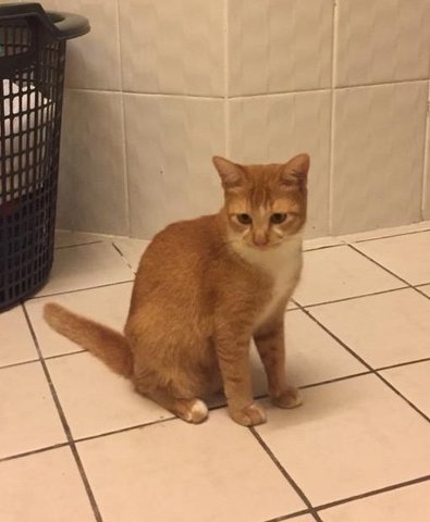 Oj - Domestic Short Hair Cat