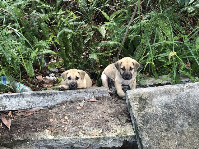 Strong Boy Boy &amp; Joy Girl Girl - Mixed Breed Dog