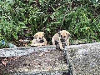 Strong Boy Boy &amp; Joy Girl Girl - Mixed Breed Dog