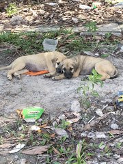 Strong Boy Boy &amp; Joy Girl Girl - Mixed Breed Dog