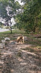 Strong Boy Boy &amp; Joy Girl Girl - Mixed Breed Dog