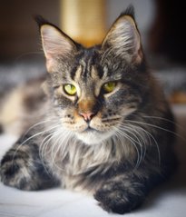 ✨ Diva ✨ - Maine Coon Cat