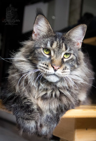 ✨ Diva ✨ - Maine Coon Cat