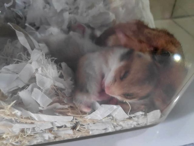 PF98346 - Syrian / Golden Hamster Hamster