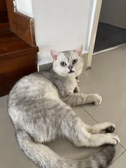 Benny - British Shorthair Cat