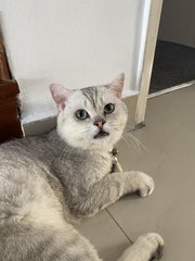 Benny - British Shorthair Cat