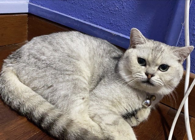 Benny - British Shorthair Cat