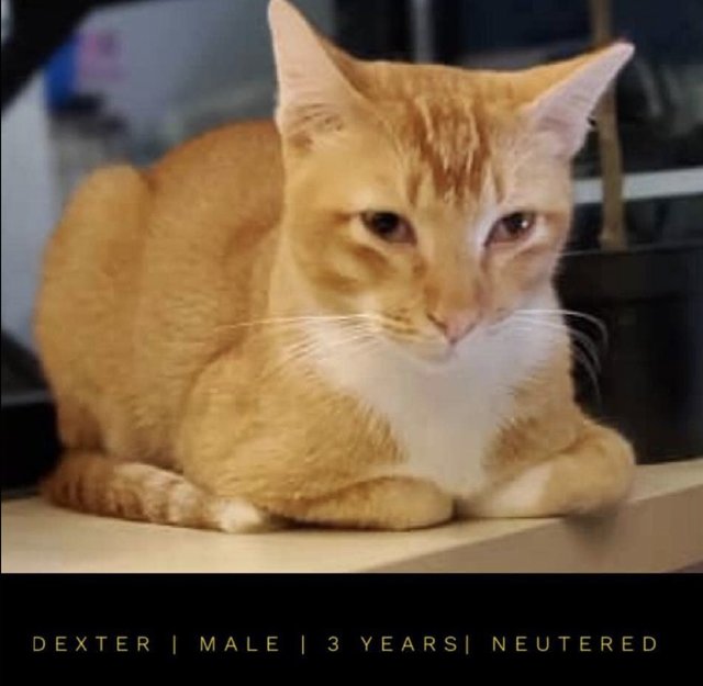 Dexter - Domestic Short Hair Cat