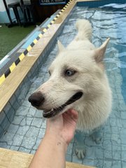 Tiana (Tia) - Husky Dog