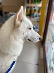 Tiana (Tia) - Husky Dog