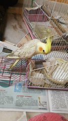 Teh B - Cockatiel Bird