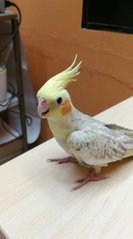 Teh B - Cockatiel Bird