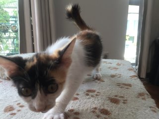 Bubbles The 'lemur' Kitten - Domestic Short Hair + Calico Cat