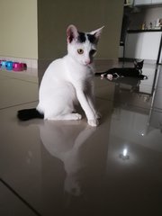 Yi Dian(Female, 6 months old, vaccinated)