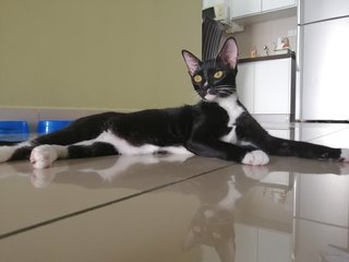 Jerry(The magnificient tuxedo female kitten, vaccinated, 6 months old) 